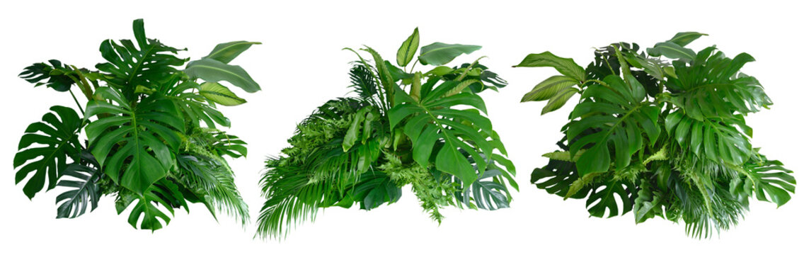 Tropical leaves of Asia isolated on transparent background .( monstera, palm, coconut leaf, fern, palm leaf,bananaleaf) PNG..