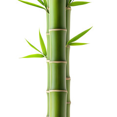 Fototapeta premium Photography of a Stunning Japanese Bamboo Stalk Isolated on Plain White Transparent Background PNG with High Detail