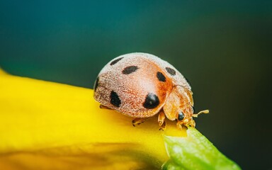 Close-up a Ladybug on flower and nature background.