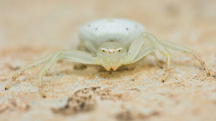 Yellow spider walking on the floor.