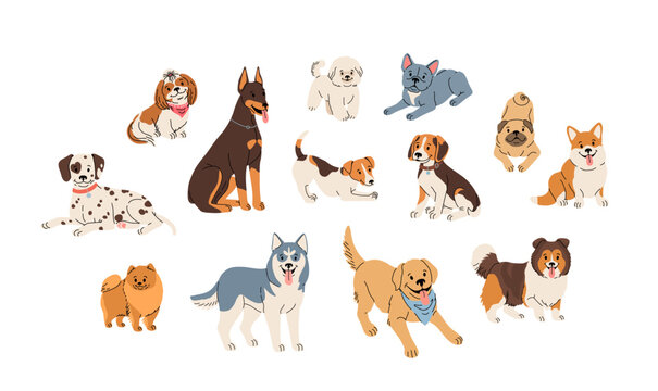 Dog breeds set. Cute flat illustration in cartoon style on white background. Dalmatian, shih tzu, beagle, sheltie, husky, labrador, retriever, pomeranian and other pets in vector