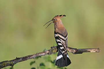 Single and pair of The Eurasian hoopoe (Upupa epops) shot close up against blurred background in soft morning light sitting on a branch in natural habitat