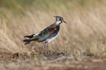 Young northern lapwing (Vanellus vanellus) close-up shot standing on the ground near a field road