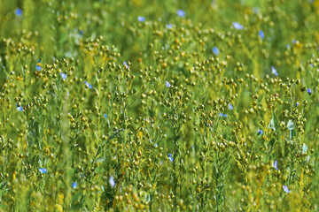 Fototapeta premium Blooming flax field Linum narbonense shot from above close up with blue flowers