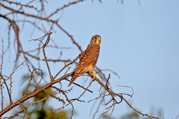 Adult female common kestrel (Falco tinnunculus) close-up shot in a nest-burrow and on tree branches in soft morning light