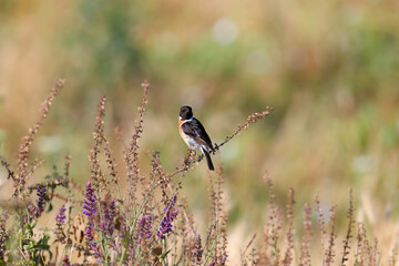 Adult male European stonechat (Saxicola rubicola) shot very close up sitting on a bush in breeding plumage against a blurred green background in soft morning light