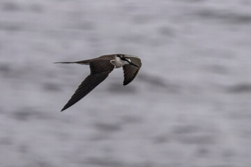 bridled tern or Onychoprion anaethetus at Geetanagar, Mumbai Maharashtra, India