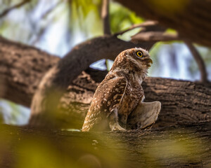 A Spotted owl