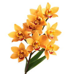 Fototapeta premium photography of a beautiful yellow orchid flower isolated on plain White Transparent Background PNG