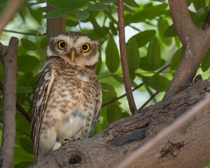 A Spotted owl
