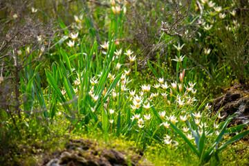 Spring flowers under the rays of sunlight. Snowdrops close-up. Beautiful landscape of nature. Hi spring. Beautiful flowers on a green meadow.