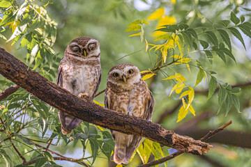 A Pair of spotted Owl