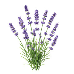 Naklejka premium Captivating Lavender Blooms on Plain White Transparent Background PNG with High Detail