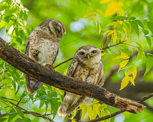 A Pair of spotted Owl