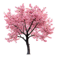 Obraz premium Blooming and Beautiful Cherry Blossom Tree Isolated on Plain White Transparent Background PNG