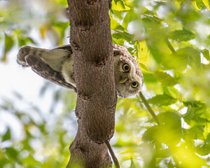 A Spotted owl