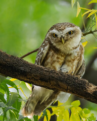A Spotted owl