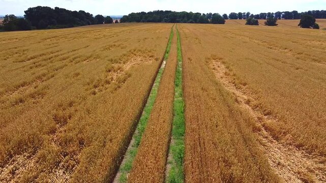 A stunning aerial view of a vast wheat field, showcasing golden crops and a central pathway leading towards a distant tree line. the image highlights rural landscapes, agricultural scenes, and the bea