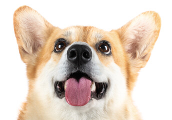 Smiling Pembroke Welsh Corgi partial focus on nose concept greeting card