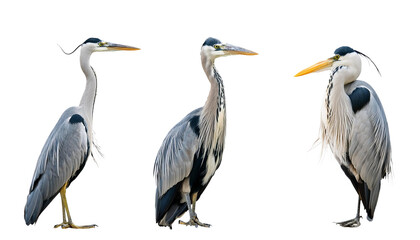 Great blue heron standing on water, grey feathers, long beak, white neck on transparent background