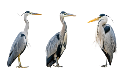 Great blue heron standing on water, grey feathers, long beak, white neck on transparent background