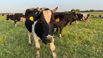 Black and white cows in a field at sunset.
