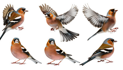 Fototapeta premium Cute cartoon birds isolated on transparent background
