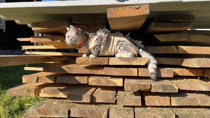 A neutered cat in a blanket sits on the boards.