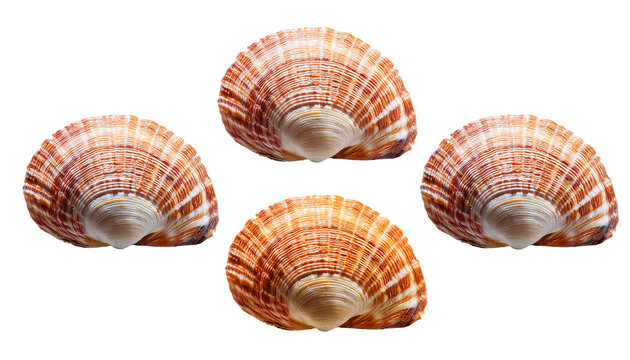 Seashell spiral isolated on on transparent background