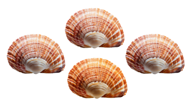 Seashell spiral isolated on on transparent background