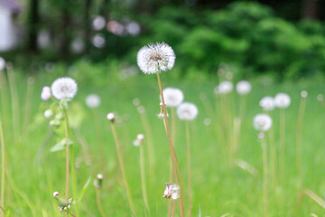 Obraz premium Delicate Dandelions Swaying in the Gentle Breeze