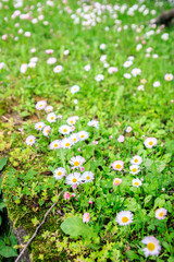 Carpet of Daisies Blooming in a Sunlit Meadow