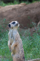 A vigilant meerkat guards its territory