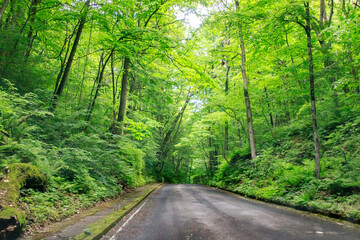 Fototapeta premium A Serene Journey Through the Verdant Forest Road