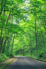 A Serene Journey Through the Verdant Forest Road