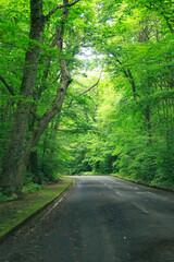 Naklejka premium A Serene Journey Through the Verdant Forest Road