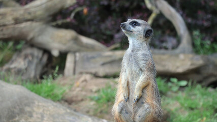 A vigilant meerkat guards its surroundings