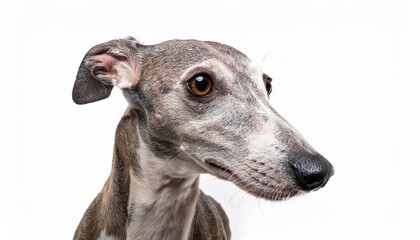 イタリアン・グレーハウンドのポートレート（Italian Greyhound Pembroke on white background）

