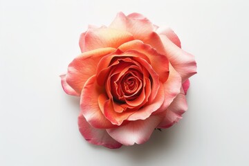 Fototapeta premium Gorgeous rose on white background