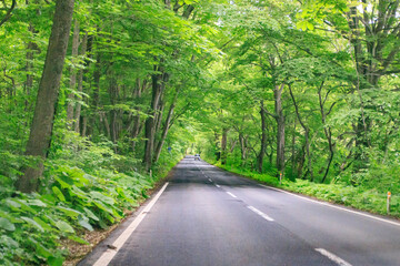 A Serene Journey Through the Verdant Forest Road