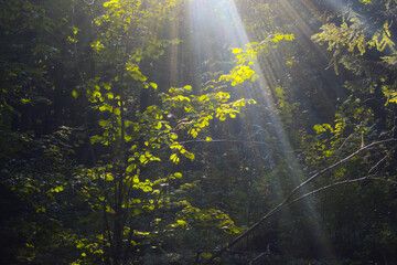 Green temperate wild forest in summer in sunlight, green grass and trees as illustration of love to nature and calmness and relaxation, quiet place, walking outdoors