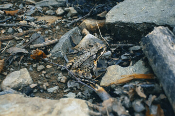 Grey forest frog sitting on ground in stones close up, The common frog or grass frog (Rana temporaria) camouflaged
