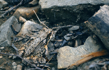 Grey forest frog sitting on ground in stones close up, The common frog or grass frog (Rana temporaria) camouflaged