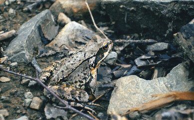 Naklejka premium Grey forest frog sitting on ground in stones close up, The common frog or grass frog (Rana temporaria) camouflaged