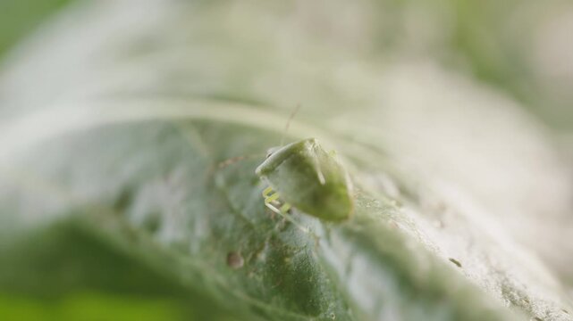 Closer look of the green Nezara viridula on the edge of the fern plant against blurry nature background