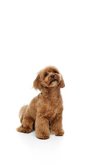 Vertical image of beautiful little dog, brown purebred Poodle calmly sitting isolated on white background. Dog handler lessons. Concept of animals, domestic pet, care, vet, joy and fun, pet friend.