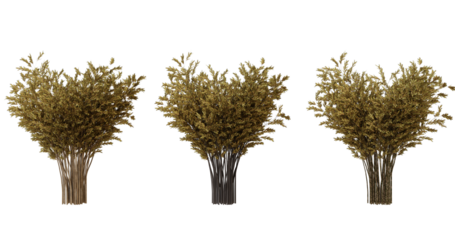 Three bunches of dried flowers on transparent background