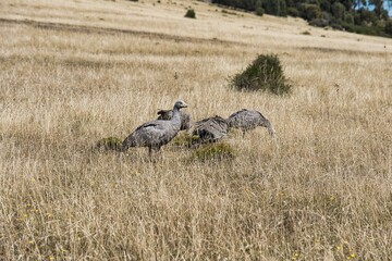 cereopsis novaehollandiae, australian goose, wildlife photography, australian birds, cape barren geese, wild animal, australian bird, yellow beak, white feathers, pink legs, long neck, long legs, grey
