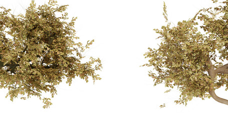 Dried seaweed isolated on transparent background © omkuhh