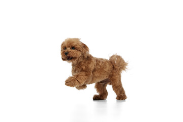 Happy little dog, playful purebred Poodle in motion, running, playing isolated on white background. Concept of animals, domestic pet, care, vet, joy and fun, pet friend. Copy space for ad